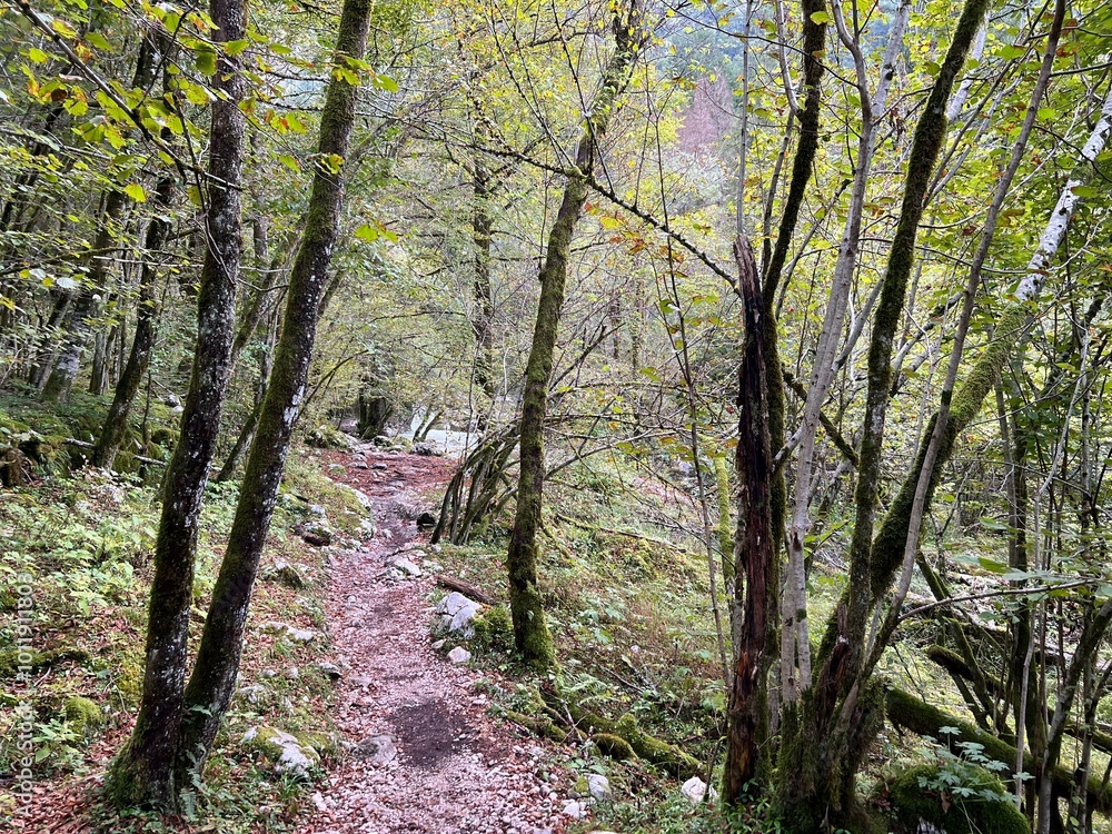 Obraz premium Hiking trails along the Lepenca stream in the area of ​​Šunik's water grove (Triglav National Park, Slovenia) - Wanderwege entlang des Baches Lepenca im Bereich des Wasserhains von Šunik (Slowenien)