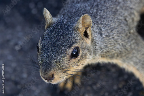 Common Fox Squirrel is curious in closeup portrait in American community park in Huntington Beach, California photo