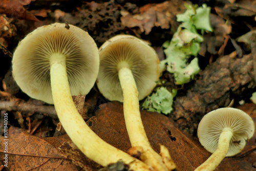 Close up of the gills of Hypholoma fasciculare (aka sulphur tuft, sulfur tuft or clustered woodlover) growing through wood chippings laid on a forest path 