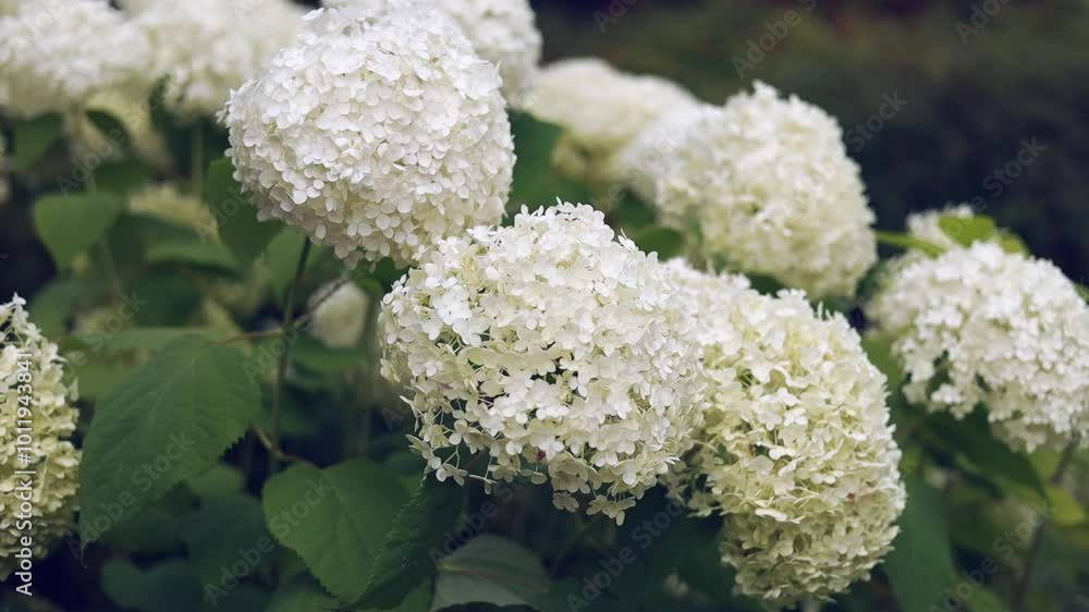 white hydrangea flowers, large and round. Green leaves surrounding the flowers. Soft focus background, garden setting. white hydrangea flowers, large and round. Green leaves surrounding the flowers. Soft focus background, garden setting.
