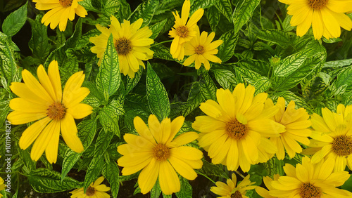 yellow flowers in the garden photo