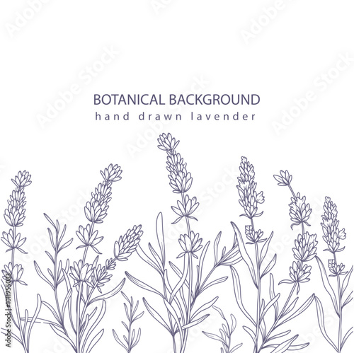 Lavender Line Art. Botanical Background trendy minimalist lavender. Hand drawn floral border background template. Floral Line Art Illustration. Lavender Border Outline. Luxury Line Floral Art.