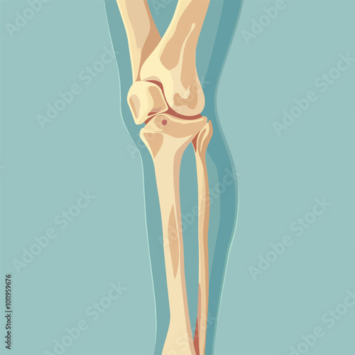 Human knee joint and leg in x-ray