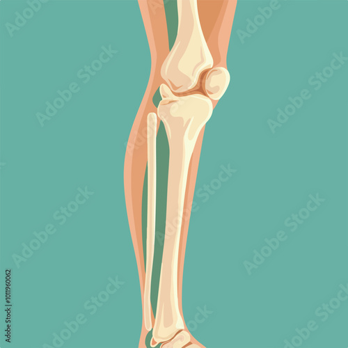 Human knee joint and leg in x-ray
