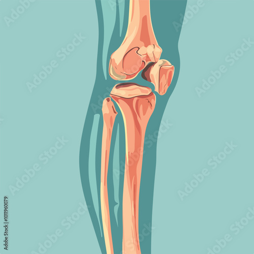 Human knee joint and leg in x-ray