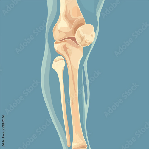Human knee joint and leg in x-ray
