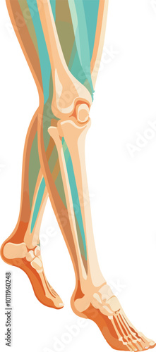 Human knee joint and leg in x-ray