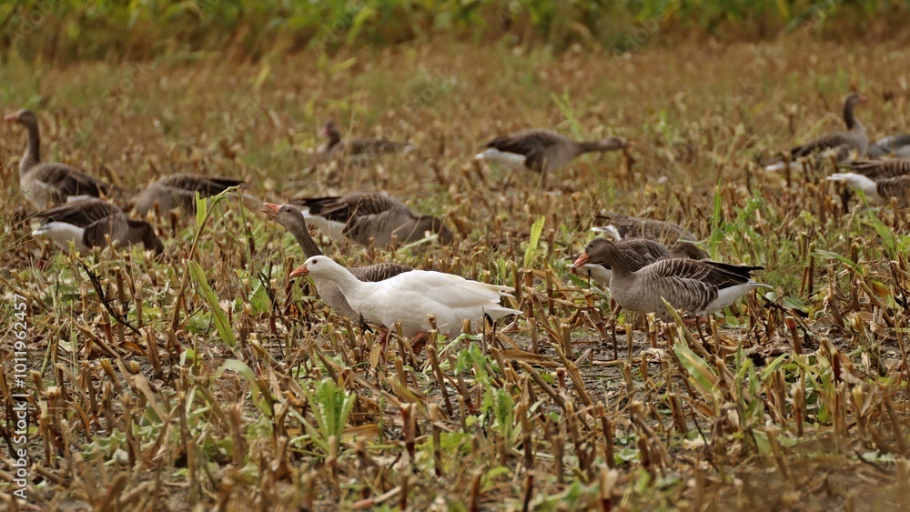 Weiße Hausgans zwischen Graugänsen (Anser anser) und Weißwangengänsen (Branta leucopsis) Weiße Hausgans zwischen Graugänsen (Anser anser) und Weißwangengänsen (Branta leucopsis)