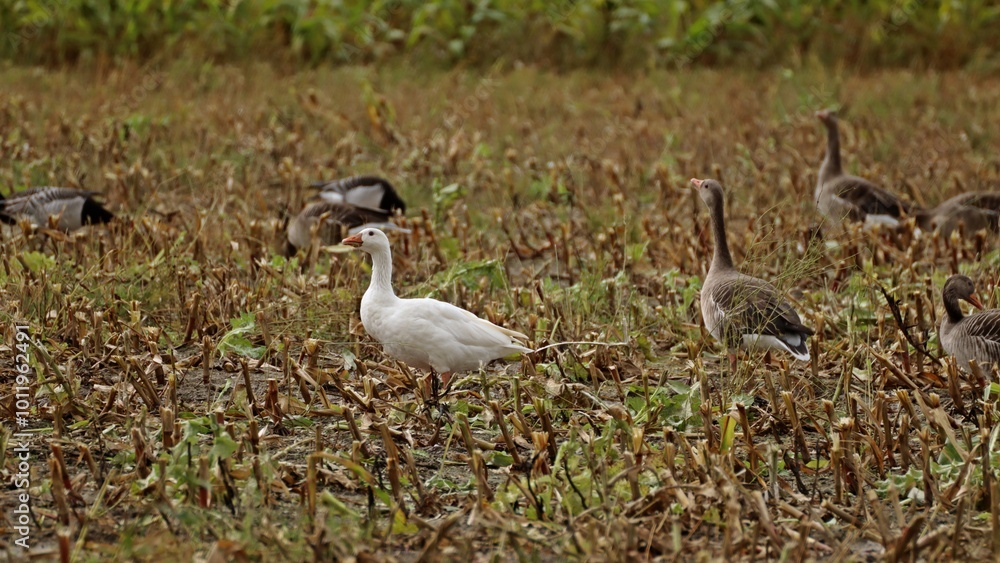 Weiße Hausgans zwischen Graugänsen (Anser anser) und Weißwangengänsen (Branta leucopsis) Weiße Hausgans zwischen Graugänsen (Anser anser) und Weißwangengänsen (Branta leucopsis)