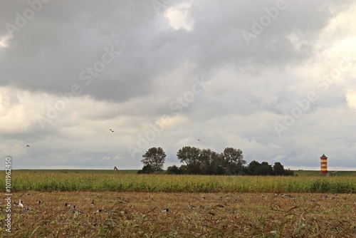 Weiße Hausgans zwischen  Graugänsen (Anser anser) und Weißwangengänsen (Branta leucopsis) am Pilsumer Leuchtturm photo