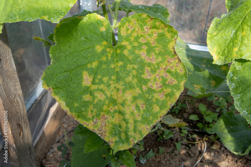 Canvas Print Cucumber leaf showing symptoms of downy mildew disease