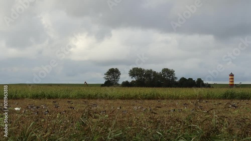 Weiße Hausgans zwischen  Graugänsen (Anser anser) und Weißwangengänsen (Branta leucopsis) am Pilsumer Leuchtturm