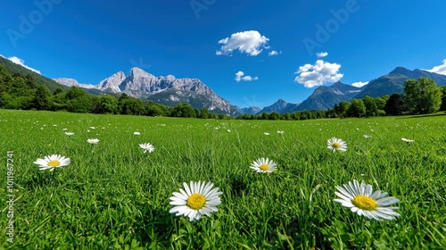 A photostock images of a meadow filled with wildflowers and tall grass photo