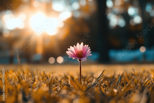 a single pink flower in the grass at sunset