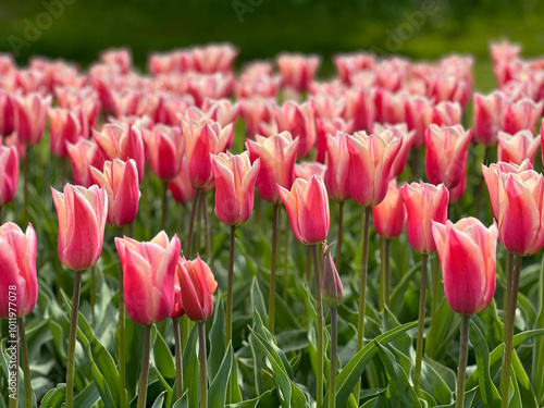 field of tulips