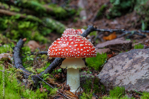 A vibrant red mushroom thriving in its forest setting, showcasing intricate details, Amanita muscaria, fly agaric