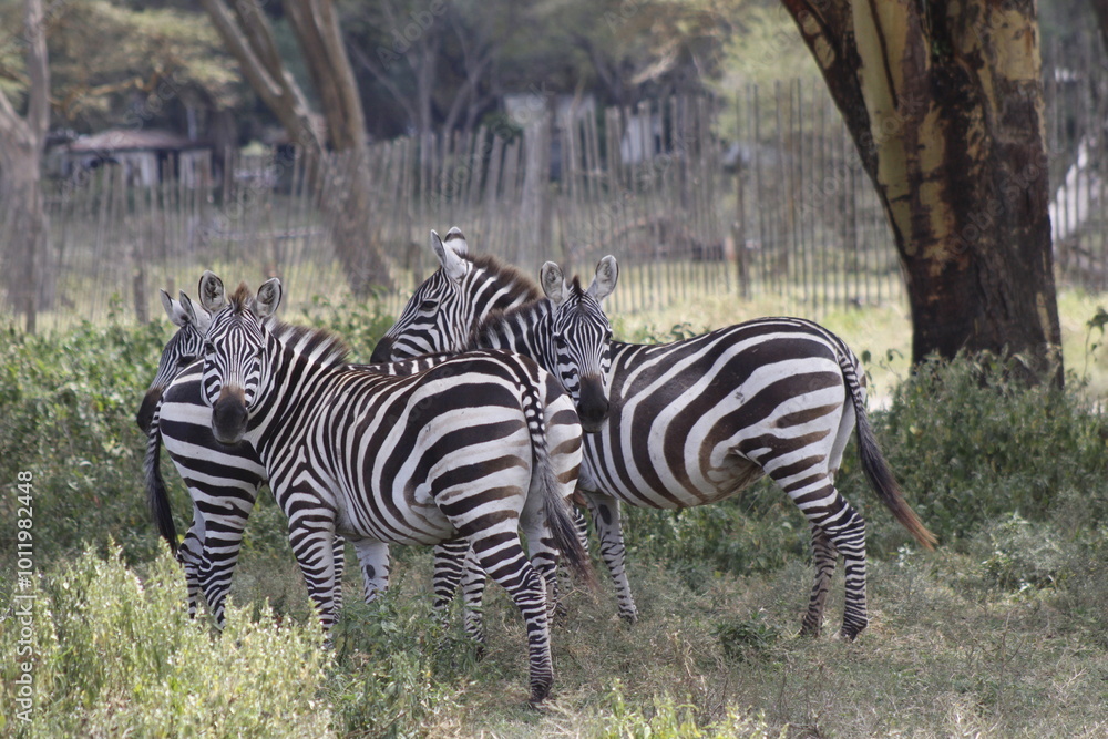 Obraz premium wildlife in its habitat