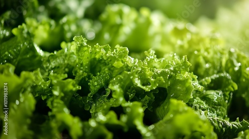 A close-up of fresh, crisp green lettuce leaves, showcasing their vibrant texture and moisture, perfect for healthy meals