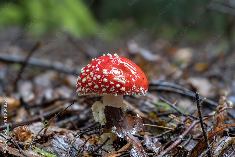 A vibrant red mushroom thriving in its forest setting, showcasing intricate details, Amanita muscaria, fly agaric A vibrant red mushroom thriving in its forest setting, showcasing intricate details, Amanita muscaria, fly agaric