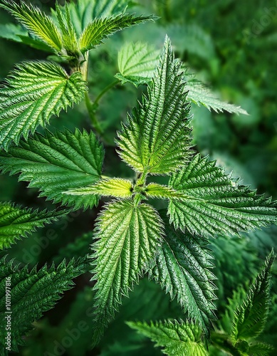 Close-up of lush green nettle leaves