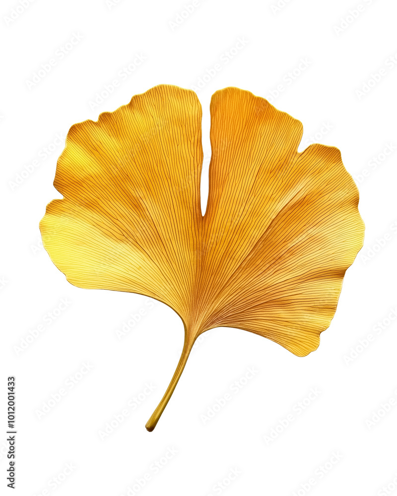 a yellow Ginkgo leaf bade by cookie isolated on transparent background a yellow Ginkgo leaf bade by cookie isolated on transparent background