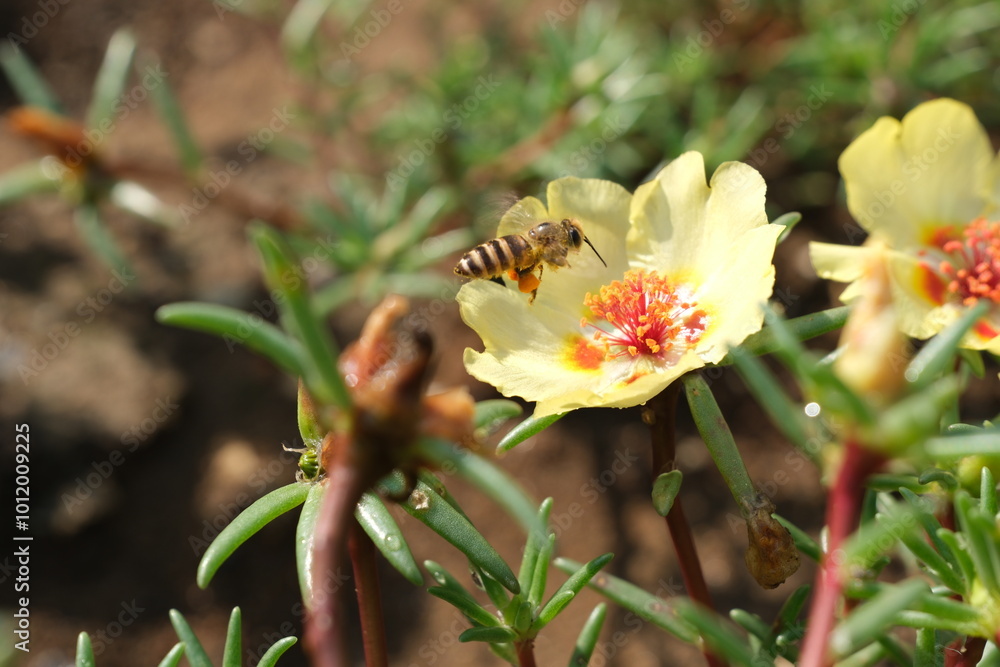 蜜蜂と花 蜜蜂と花