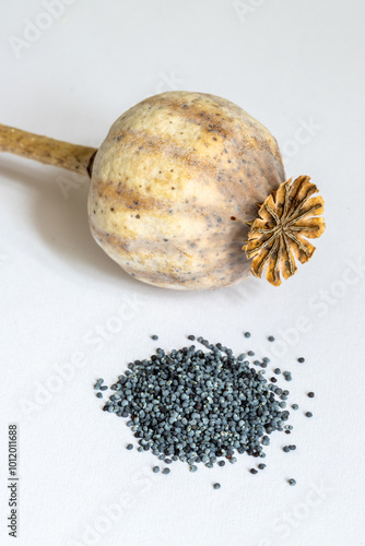 Dry opium poppy on monochrome  background. photo