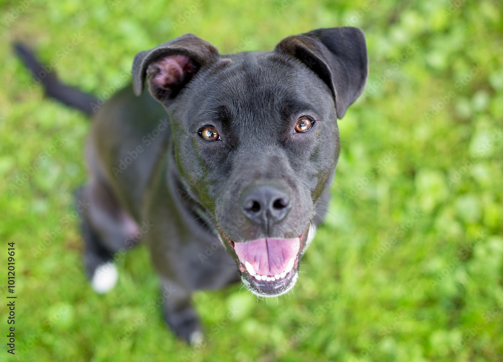 A happy young black Pit Bull Terrier mixed breed dog A happy young black Pit Bull Terrier mixed breed dog