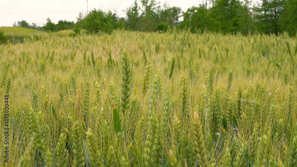 Aesthetic plant wind blowing wheat wave wheat field wheat 4k real shot Aesthetic plant wind blowing wheat wave wheat field wheat 4k real shot