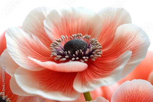 Close-Up of a Delicate Pink and White Flower