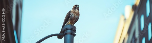 A majestic bird perched on a streetlight against an urban backdrop, showcasing nature's beauty within a city environment.