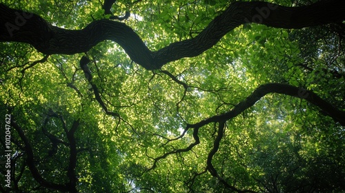 Obraz na płótnie Sunlight shines through a dense canopy of interwoven tree branches, casting a soft glow on the vibrant green leaves. The intricate pattern of branches creates a natural, peaceful ambiance. w salonie