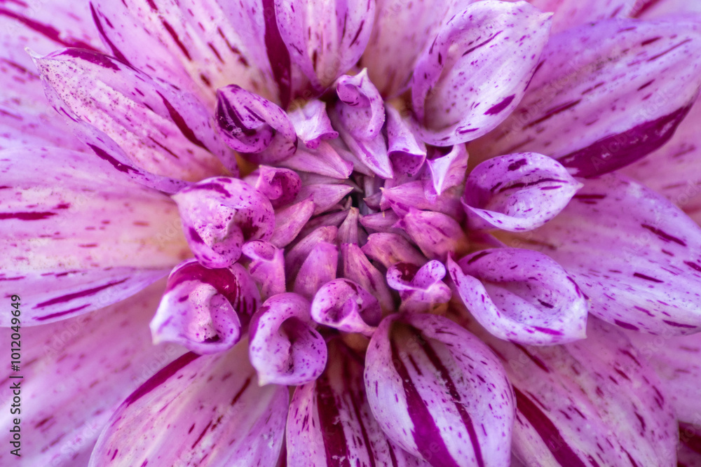 close up of flower close up of flower