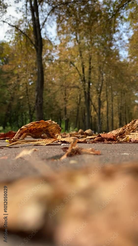 Autumn leaves in the park. Windy and sunny weather. Macro. Vertical video Autumn leaves in the park. Windy and sunny weather. Macro. Vertical video