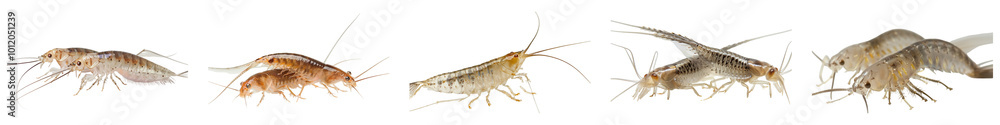 Close-up of silverfish in studio light, side view, isolated on transparent background, generative AI. Close-up of silverfish in studio light, side view, isolated on transparent background, generative AI.