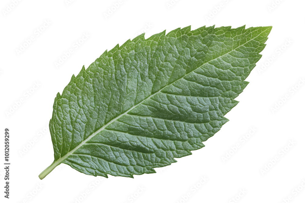 Fototapeta premium Mint leaf close-up on transparent background