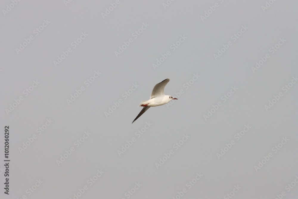 Obraz premium This photograph features a Brown-headed Gull in flight over the coastal waters of Odisha. With its distinctive brown head and white body, the gull gracefully soars above the ocean