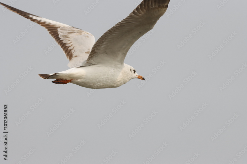 This photograph features a Brown-headed Gull in flight over the coastal waters of Odisha. With its distinctive brown head and white body, the gull gracefully soars above the ocean This photograph features a Brown-headed Gull in flight over the coastal waters of Odisha. With its distinctive brown head and white body, the gull gracefully soars above the ocean