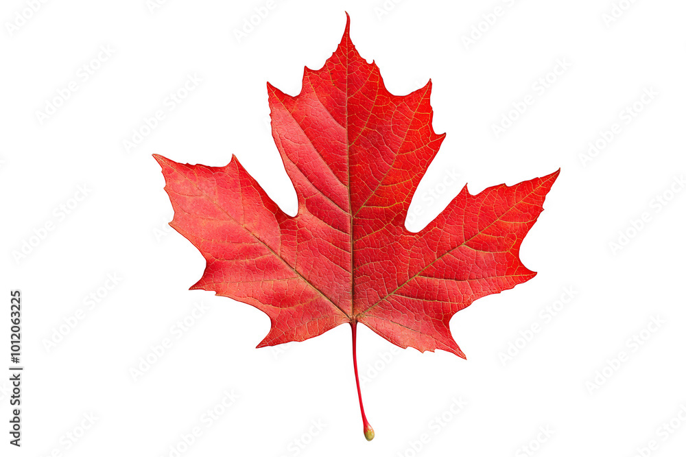 One red maple leaf on transparent background One red maple leaf on transparent background