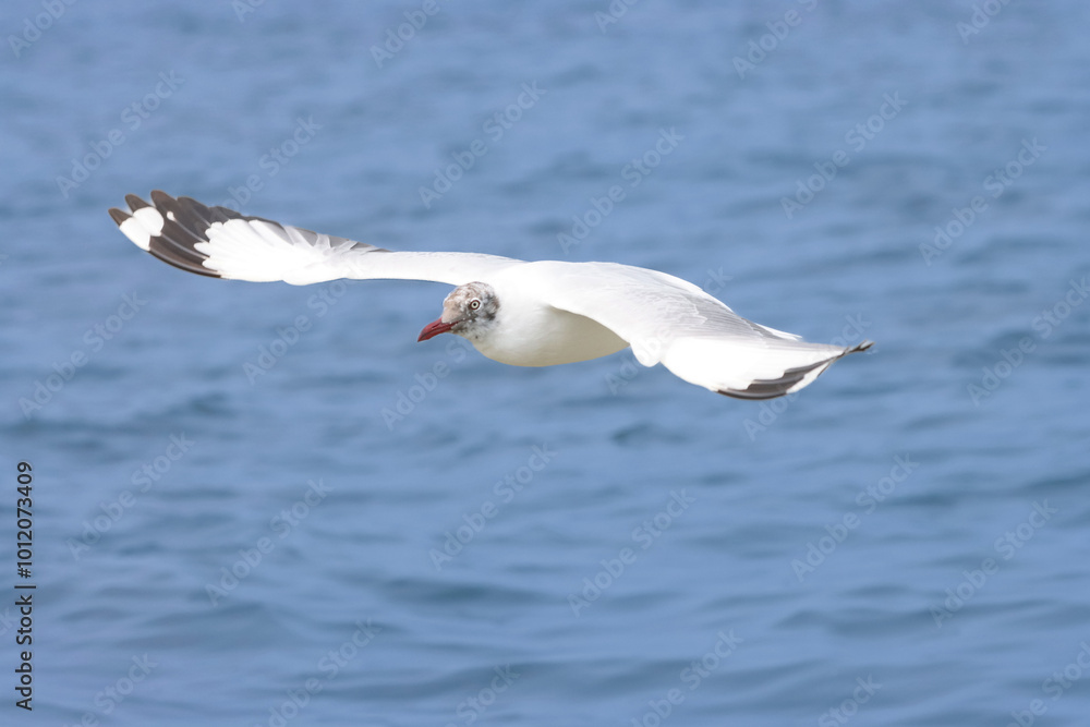 This photograph features a Brown-headed Gull in flight over the coastal waters of Odisha. With its distinctive brown head and white body, the gull gracefully soars above the ocean This photograph features a Brown-headed Gull in flight over the coastal waters of Odisha. With its distinctive brown head and white body, the gull gracefully soars above the ocean