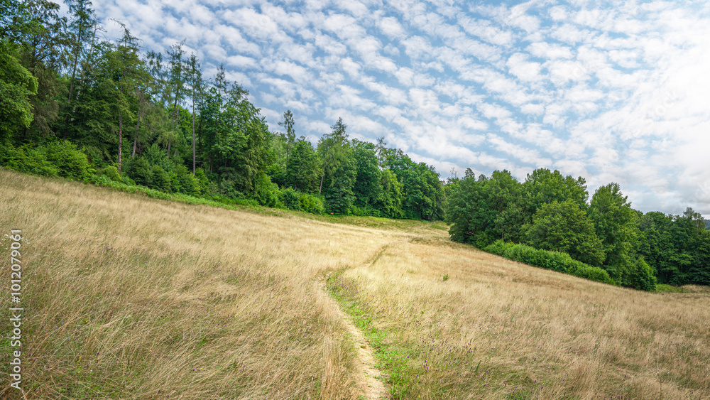 custom made wallpaper toronto digitalPath through the beautiful Moosalb Valley in the Black Forest