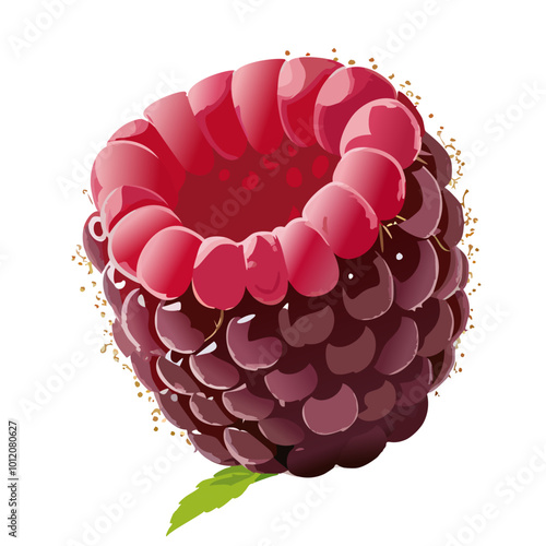 Ripe raspberry isolated on white