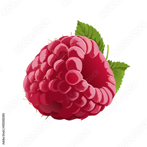 Ripe raspberry isolated on white