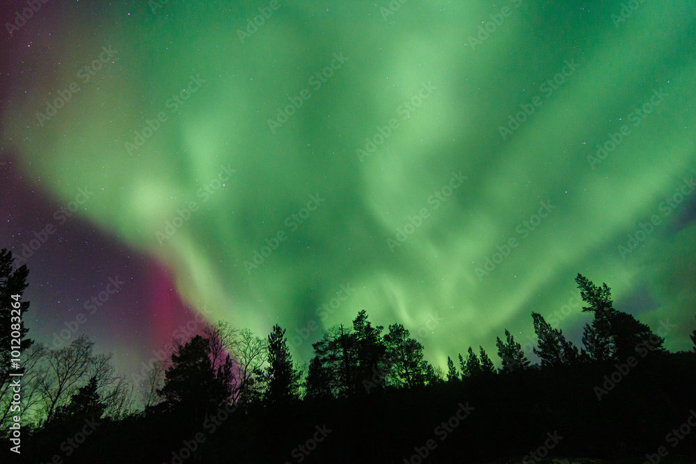 Aurora Borealis, Norhtern Lights above the trees in the Norwegian forest around the arctic circle, KP6 or KP7 solar storm. Green and red colors. Colorful aurora. Aurora Borealis, Norhtern Lights above the trees in the Norwegian forest around the arctic circle, KP6 or KP7 solar storm. Green and red colors. Colorful aurora.