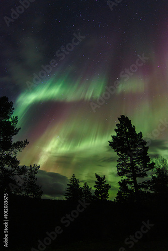 Aurora Borealis, Norhtern Lights above the trees in the Norwegian forest around the arctic circle, KP6 or KP7 solar storm. photo