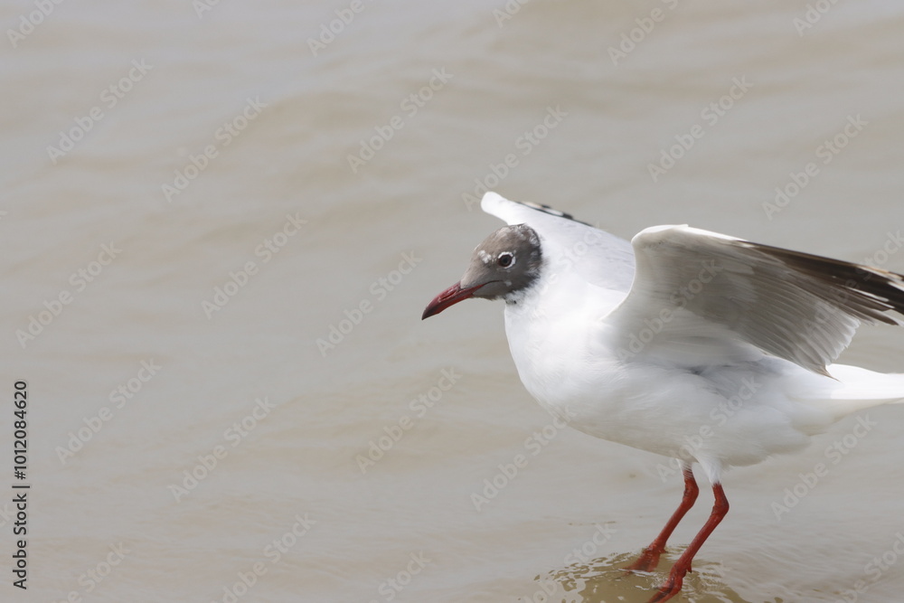 This photograph features a Brown-headed Gull in flight over the coastal waters of Odisha. With its distinctive brown head and white body, the gull gracefully soars above the ocean, This photograph features a Brown-headed Gull in flight over the coastal waters of Odisha. With its distinctive brown head and white body, the gull gracefully soars above the ocean,