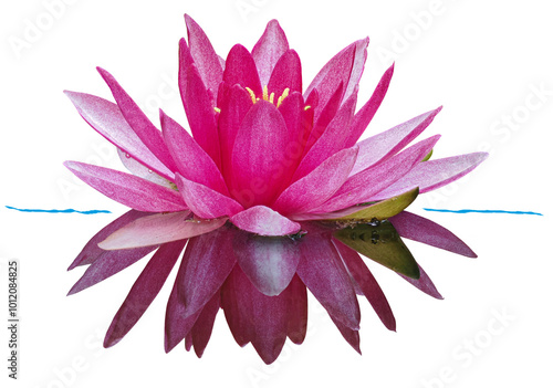 Water lily or Lotus flower, isolated on transparent background	