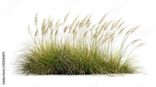 Ornamental Grass Bloom. AI generated illustration.