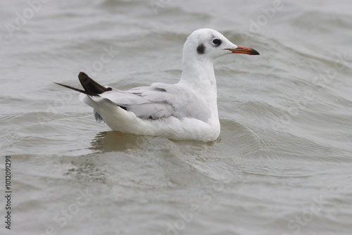 This photograph features a Brown-headed Gull in flight over the coastal waters of Odisha. With its distinctive brown head and white body  the gull gracefully soars above the ocean  