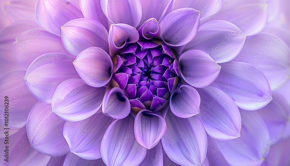Close-up Macro Image of a Purple Dahlia Flower Close-up Macro Image of a Purple Dahlia Flower